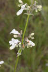 Manyflower beardtongue